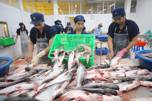 Hoa Kỳ giảm thuế, cá tra rộng đường xuất khẩu